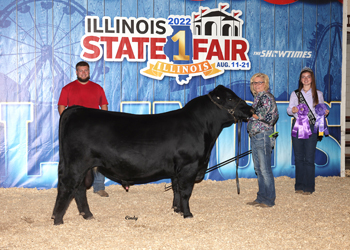 Intermediate Champion Bull