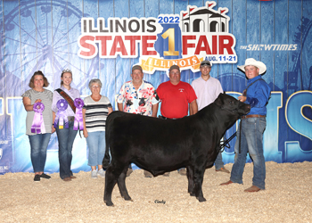 Junior Bull Calf Champion