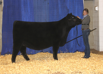 Bred-and-owned Junior Champion Heifer