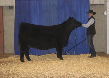 Owned Reserve Junior Champion Heifer