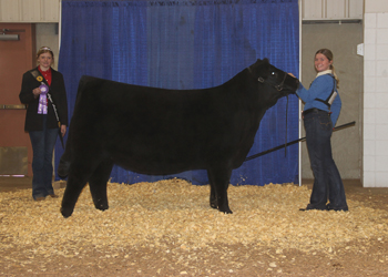 Owned Senior Heifer Calf Champion