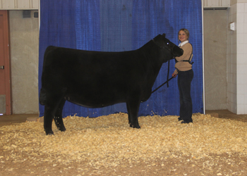 Owned Intermediate Champion Heifer