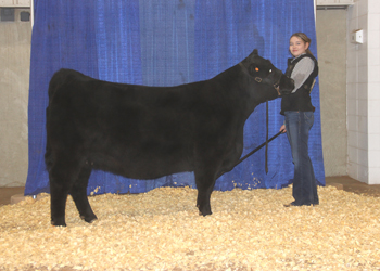 Bred-and-owned Intermediate Champion Heifer
