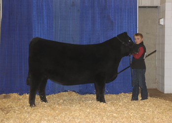 Owned Reserve Senior Heifer Calf Champion