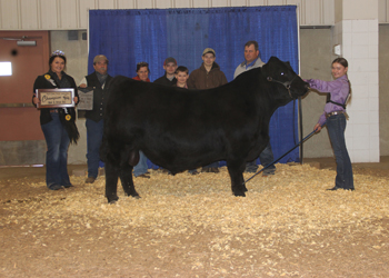 Grand Champion Bred-and-owned Bull