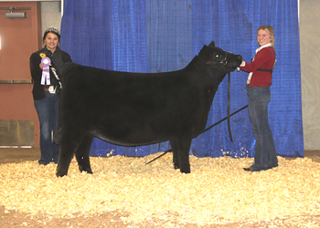 Bred-and-owned Reserve Senior Heifer Calf Champion