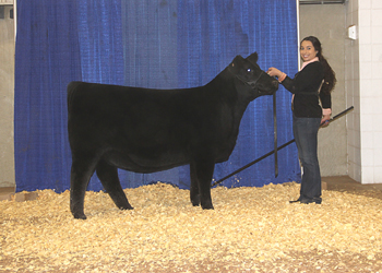 Owned Reserve Junior Heifer Calf Champion