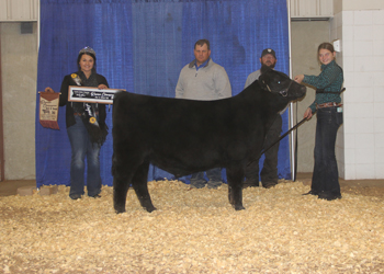 Reserve Grand Champion Bred-and-owned Bull