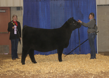 Owned Reserve Heifer Calf Champion
