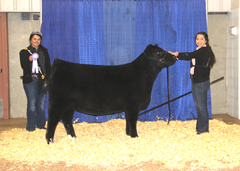 Bred-and-owned Reserve Junior Heifer Calf Champion