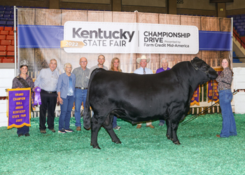 Grand Champion Bull