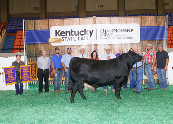 Reserve Grand Champion Bull