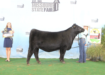 Reserve Early Junior Champion Heifer