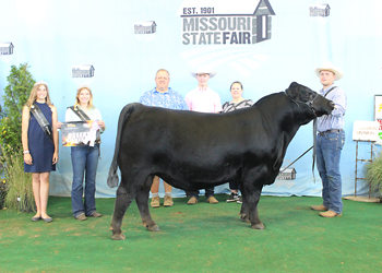 Reserve Senior Champion Bull