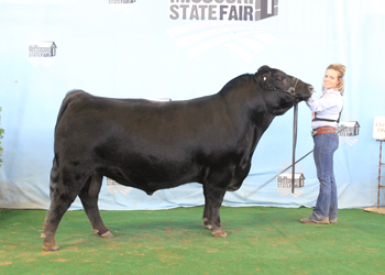Senior Champion Bull