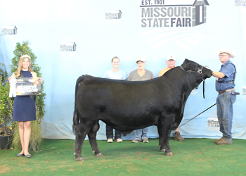 Reserve Junior Champion Bull