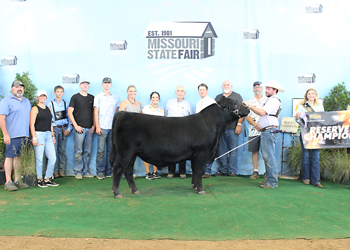 Reserve Grand Champion Bull
