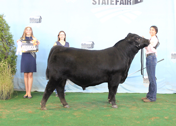 Reserve Senior Bull Calf Champion