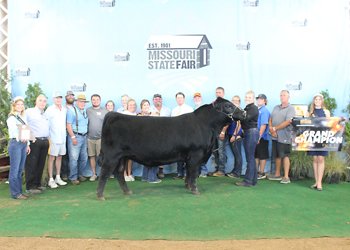 Grand Champion Bull