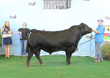Intermediate Champion Bull