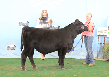 Reserve Junior Bull Calf Champion