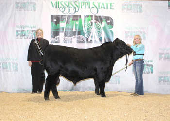 Champion Mississippi Bred Bull