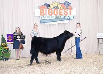 Bred-and-owned Bull Calf Champion