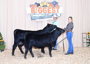 Bred-and-owned Cow-calf Class 2