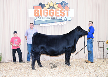 Bred-and-owned Heifer Class 22