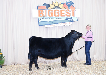 Bred-and-owned Heifer Class 20
