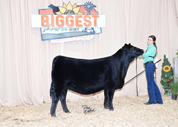Owned Heifer Class 41