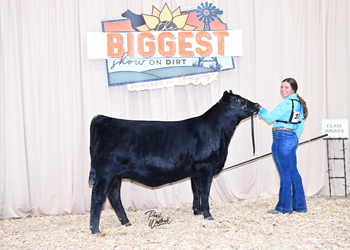 Bred-and-owned Heifer Class 12