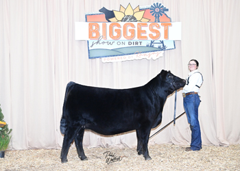 Owned Heifer Class 29