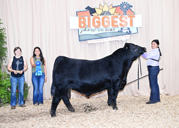 Bred-and-owned Bull Class 11
