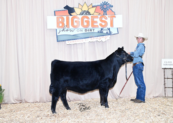 Bred-and-owned Heifer Class 10