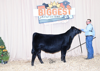 Owned Heifer Class 19