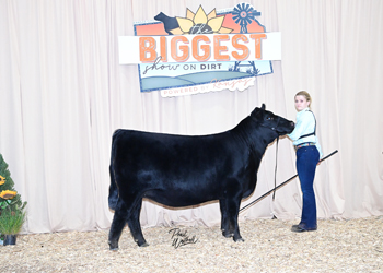 Owned Heifer Class 31