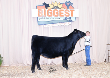 Owned Heifer Class 36