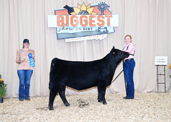 Bred-and-owned Heifer Class 8