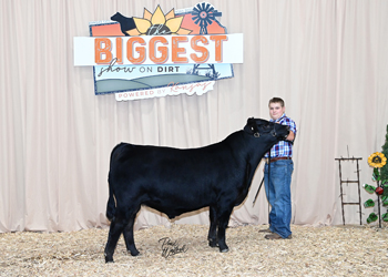 Bred-and-owned Bull Class 2