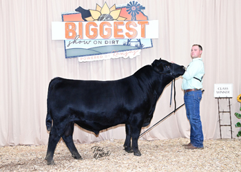 Bred-and-owned Bull Class 9