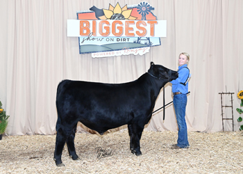 Steer Class 3