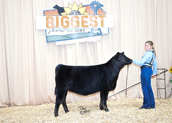 Bred-and-owned Heifer Class 4