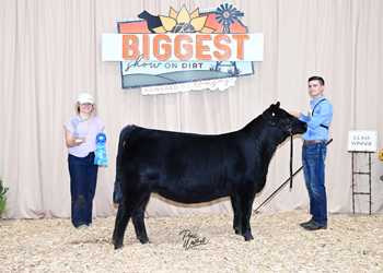 Bred-and-owned Heifer Class 9