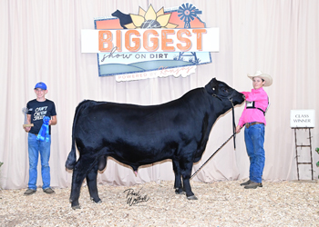 Bred-and-owned Bull Class 6