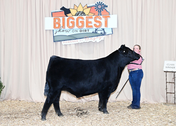 Steer Class 9