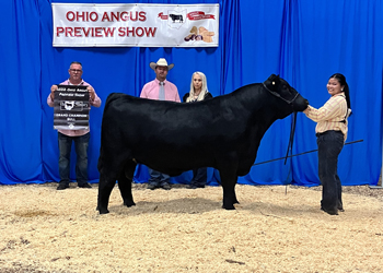 Grand Champion Bull