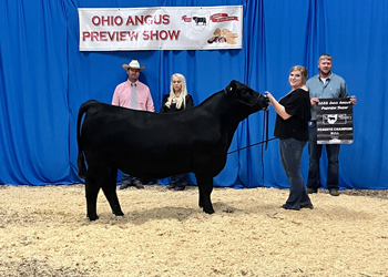Reserve Grand Champion Bull