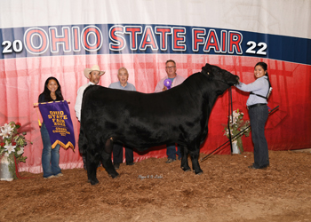 Grand Champion Bull