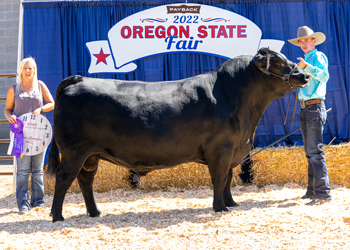 Senior Champion Bull